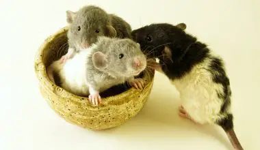 is sand safe for rats