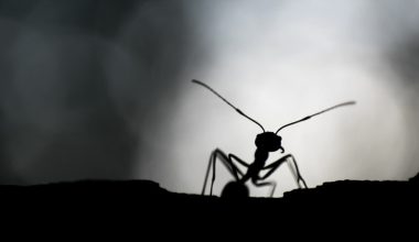 how do you kill carpenter ants with borax