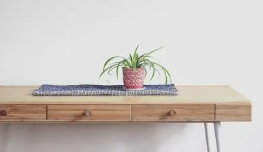 how to root a spider plant