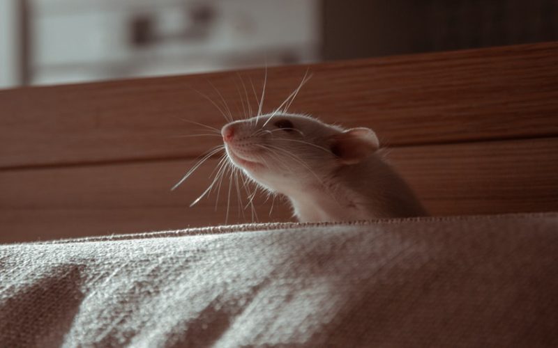 do rats love their owners
