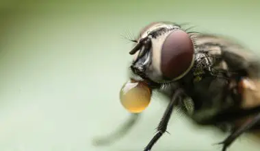 what do flies do when they land on your food