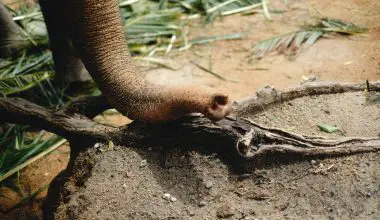 do anteaters only eat ants