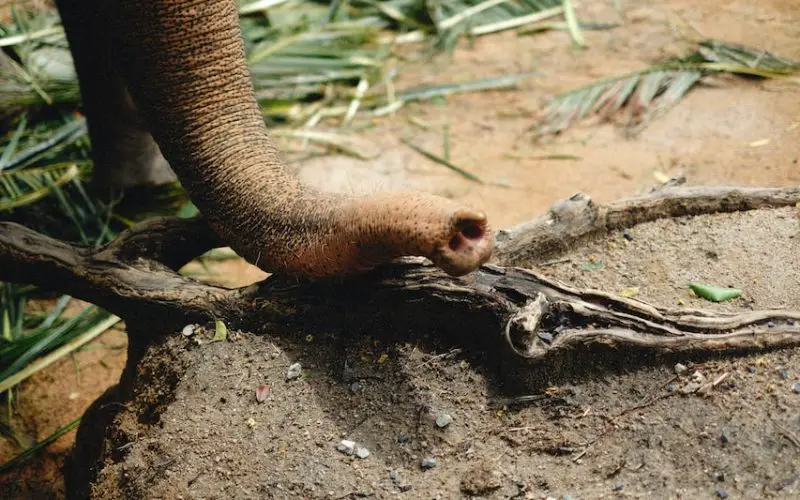 do anteaters only eat ants