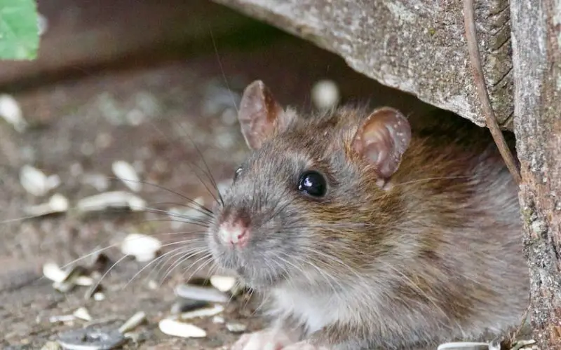 how can kill rats naturally