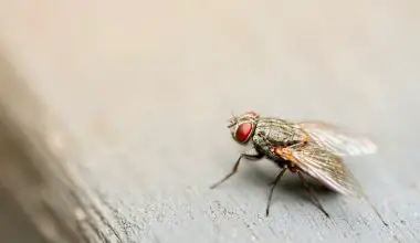 where do large flies come from