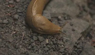 are slugs bad for gardens