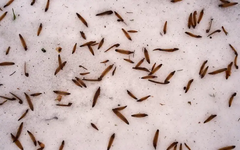 does diatomaceous earth kill termites