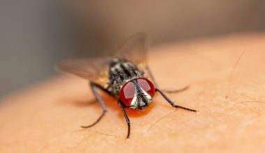 why do black flies bite