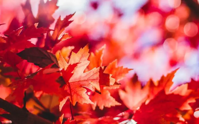 how to plant a maple tree