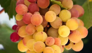 what is a varietal wine