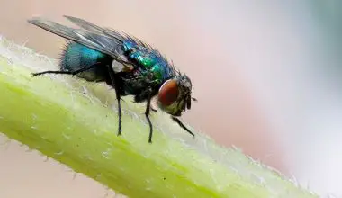 how to breed flightless fruit flies