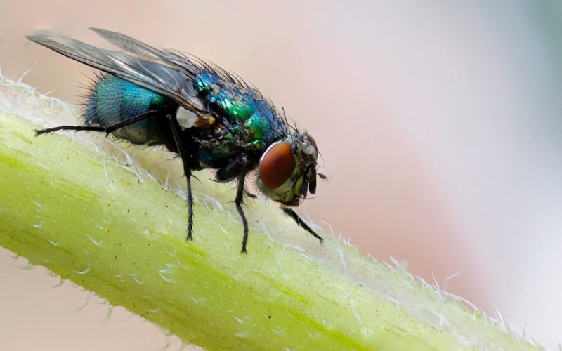 how to breed flightless fruit flies