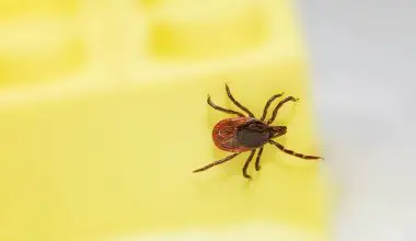can a tick bite look like a mosquito bite