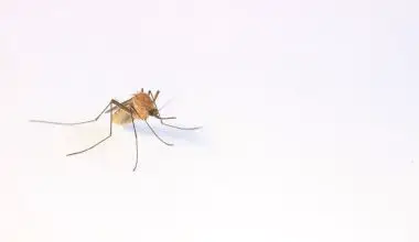 how to kill a mosquito nest