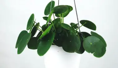 how to hang plants