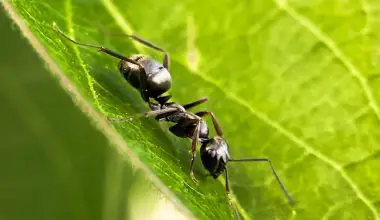 what are pharaoh ants