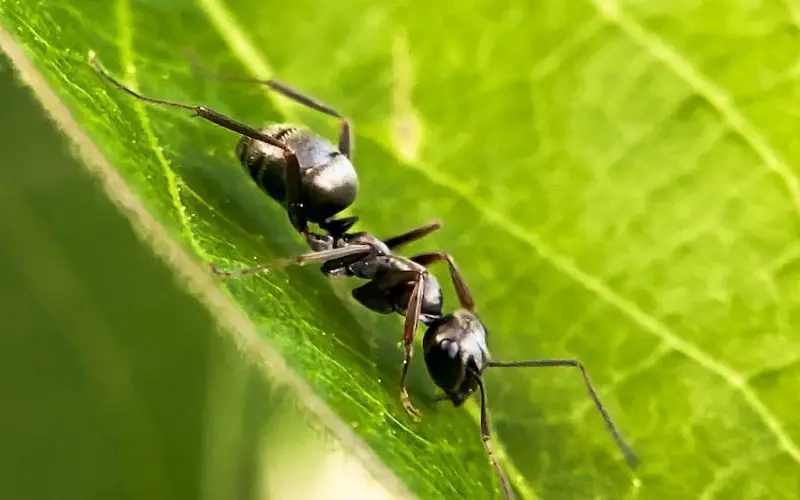 do tiny black ants eat wood