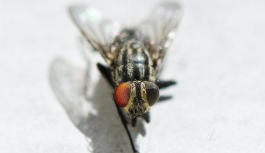 how to find where flies are coming from
