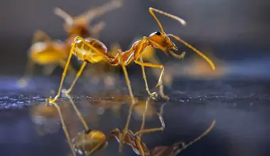 how to kill tawny crazy ants
