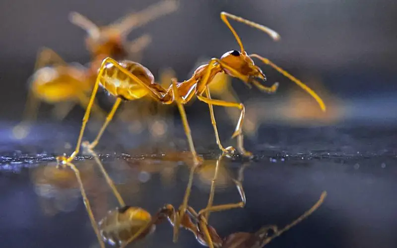 how to kill tawny crazy ants