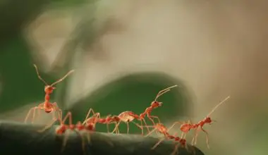 what do male ants do