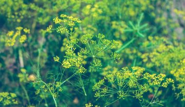 how to plant dill