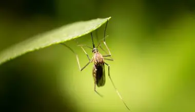 what are the symptoms of eee mosquito virus