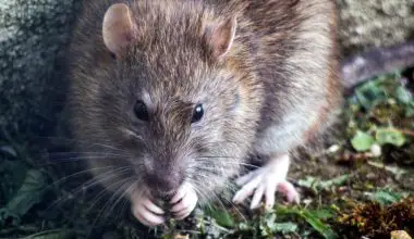 will decon for mice kill rats