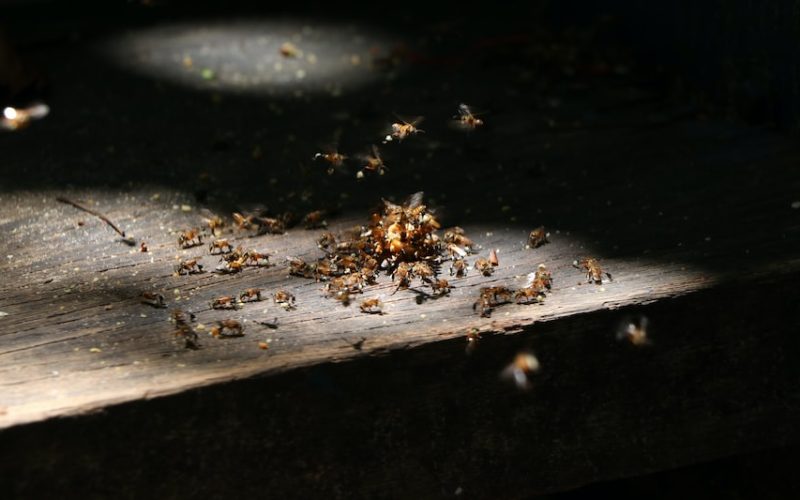 does heat treatment kill termites