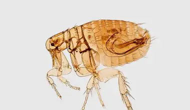 does mosquito repellent work on fleas