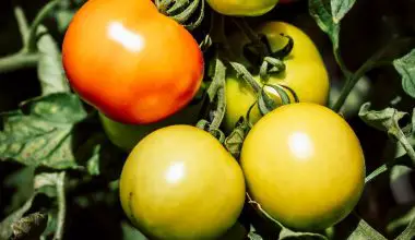 what animals eat tomato plants