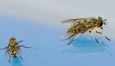 how long does it take for flies to hatch