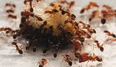 does salt kill ants
