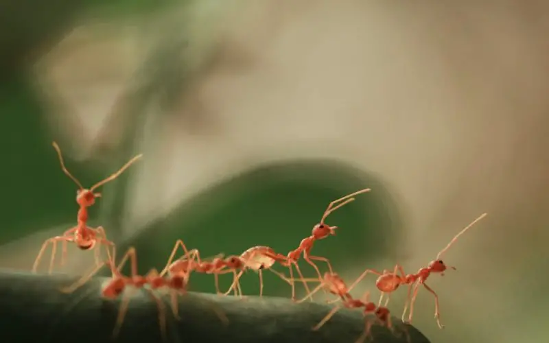 what insects eat ants