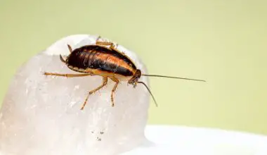 how dangerous is a cockroach
