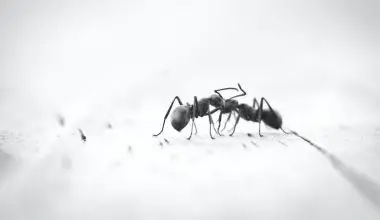 are all white ants termites