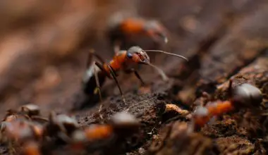 how long can carpenter ants live without food