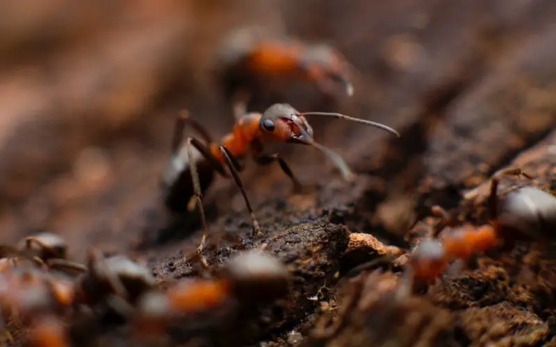 how long can carpenter ants live without food
