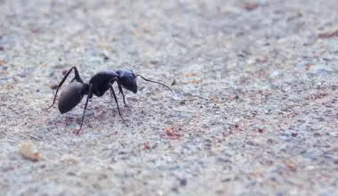 are blue ants poisonous