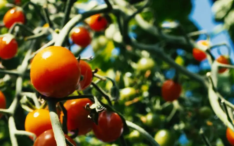 when to plant tomatoes in ohio