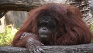who flies to japan to meet orangutan in person