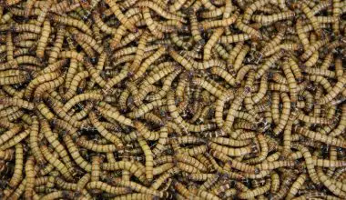 where do maggots come from if there are no flies