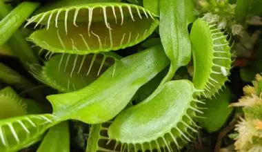 what do venus fly traps eat besides flies
