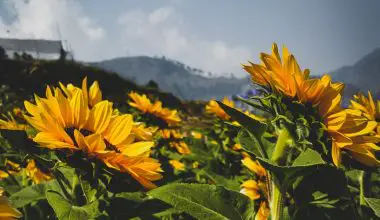 when is the best time to plant sunflowers
