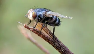 what are blow flies attracted to