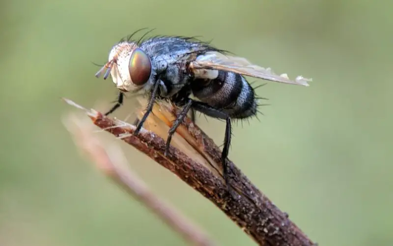what are blow flies attracted to