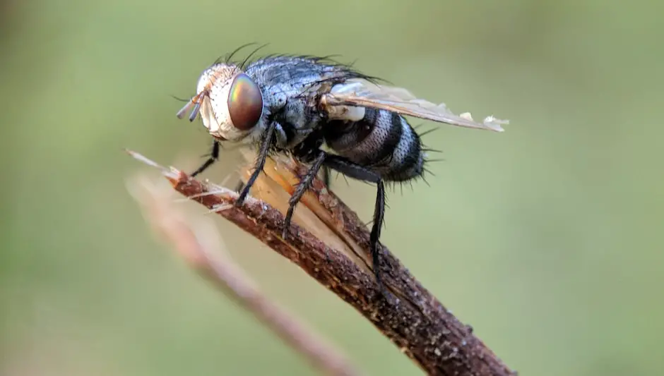 What Are Blow Flies Attracted To? (Finally Explained!)