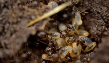 how big do termites get