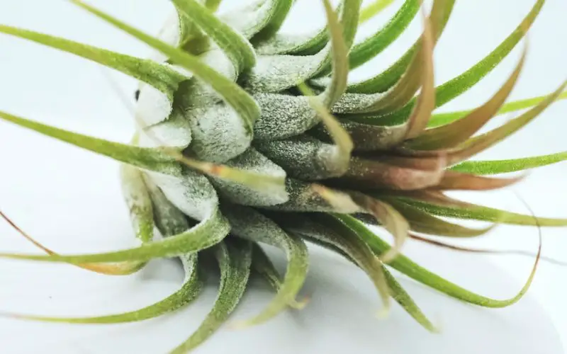 how to display air plants