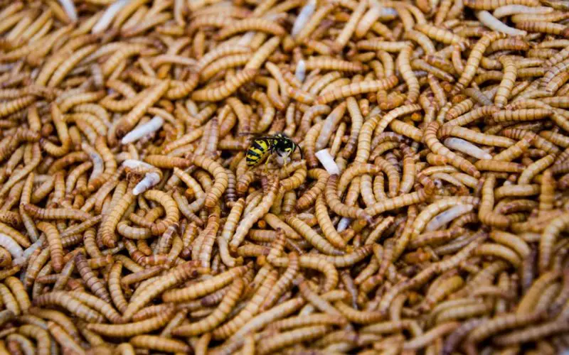 how to keep flies and maggots out of trash can